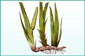 strengthening umum sarta potency-enhancing calamus